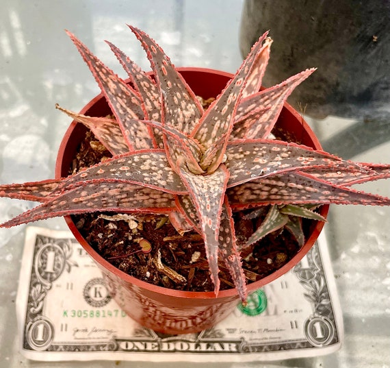 2, 4, 6" Pot of Aloe Pink Blush Hybrid Succulent Plant - Etsy