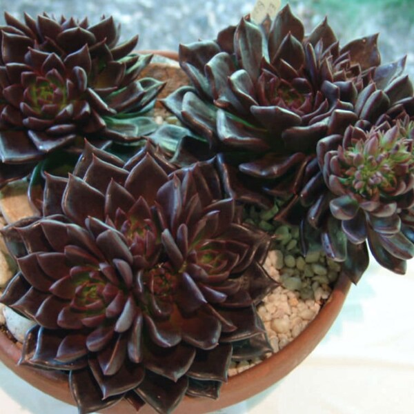 2", 4" Pot of Echeveria Black Prince Live Rosette Succulent Plant