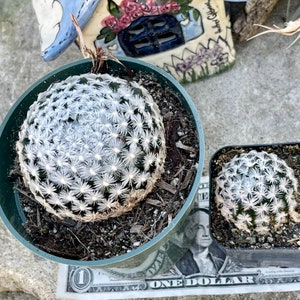 2, 4 Pot of Mammillaria Duwei Cactus Cacti Succulent Real Live Cactus Plant Shipped in a Pot image 5