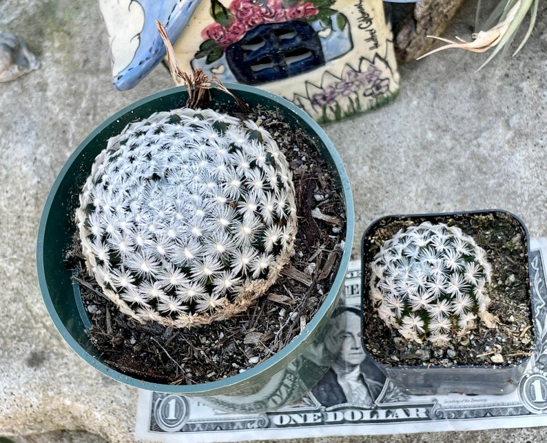 2, 4 Pot of Mammillaria Duwei Cactus Cacti Succulent Real Live Cactus Plant Shipped in a Pot image 5