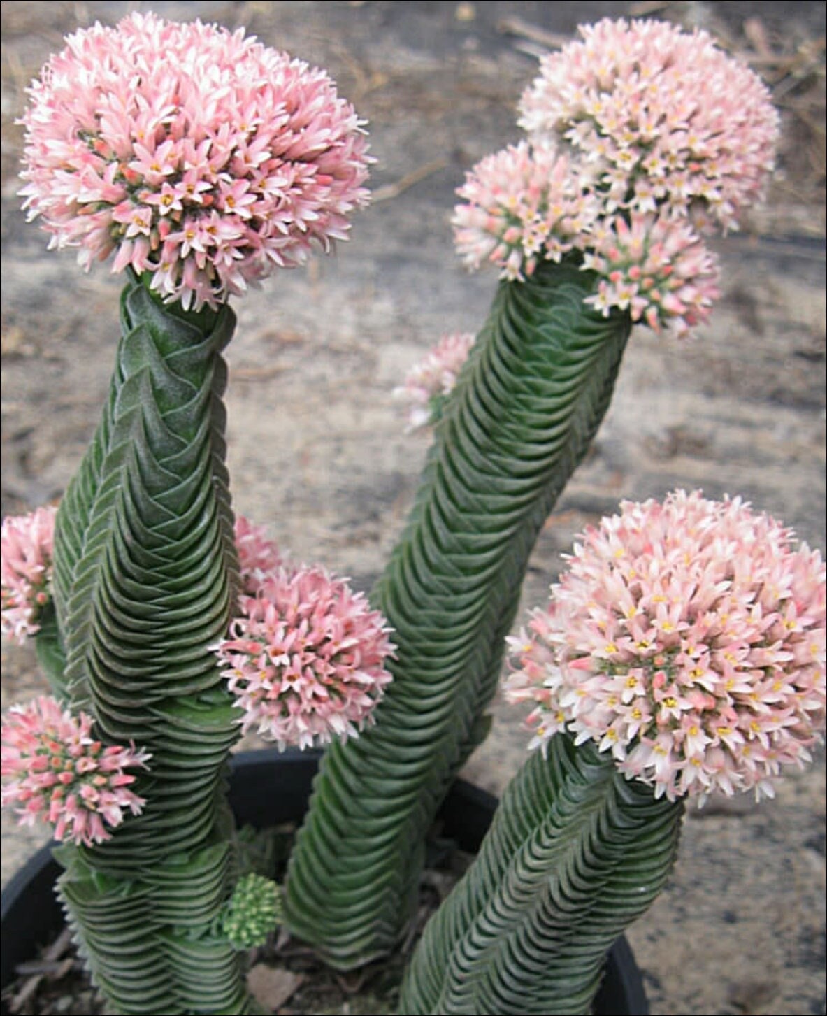 4 Crassula Buddha's Temple  Rare Succulent Plant - Etsy