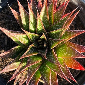 4", 6”, 8” Pot of Rare Aloe Gasteria Flow Live Succulent Plant - Shipped Bare Roots