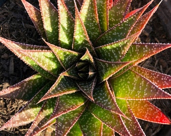 4", 6”, 8” Pot of Rare Aloe Gasteria Flow Live Succulent Plant - Shipped Bare Roots