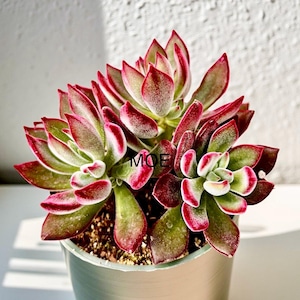 2”, 4&quot; Pot Echeveria Harmsii Ruby Slippers Succulent Plant