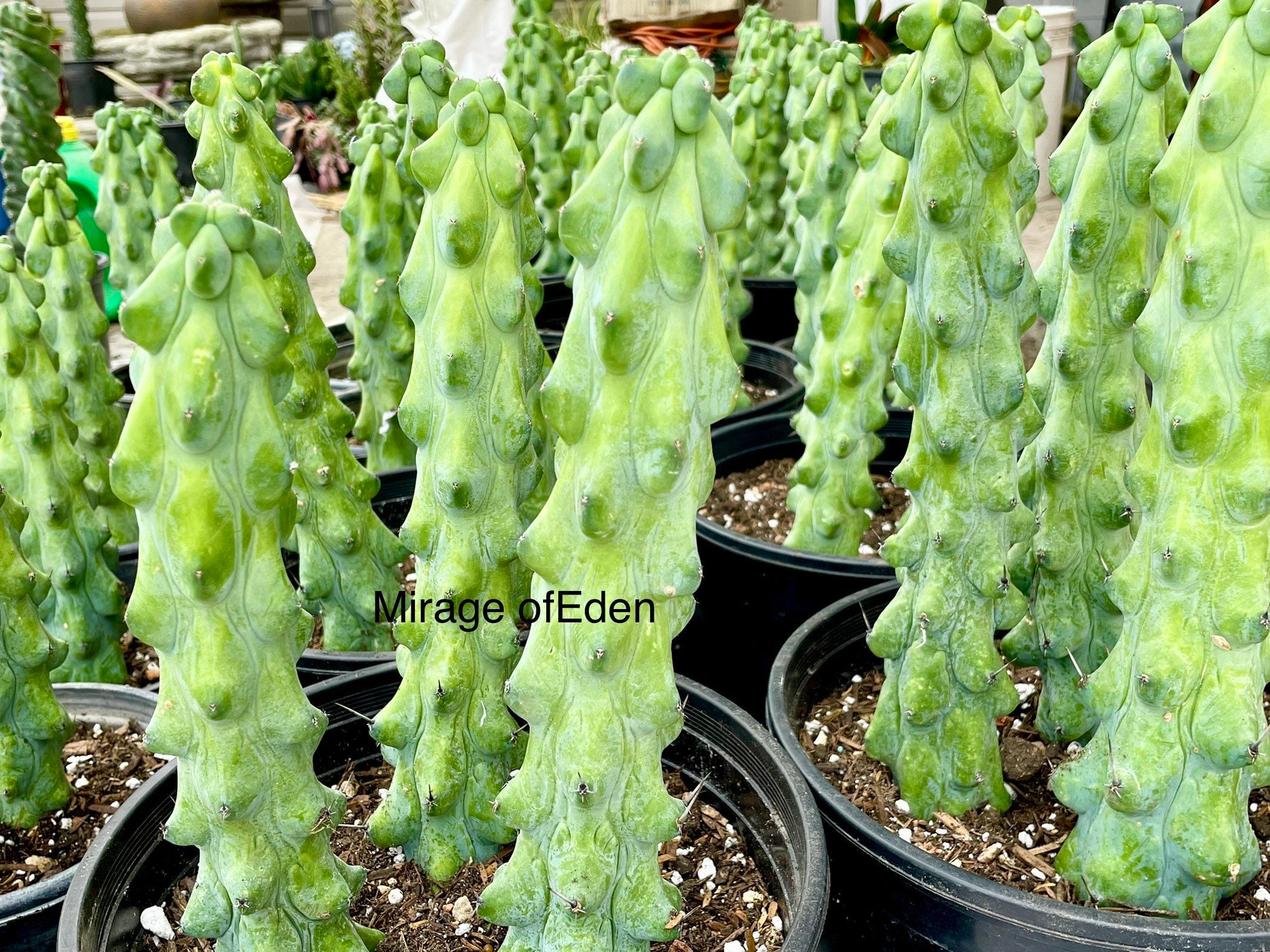 calathea im schlafzimmer Calathea Majestica Princeps  2er-Set Zimmerpflanzen