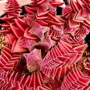 May include: A close-up of a red succulent plant with star-shaped leaves. The plant is in a pot and the leaves are arranged in a spiral pattern.