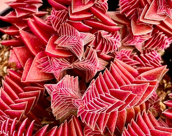 Crassula Pagoda Village Succulent Plant, Outdoor, (2" or 4" Pot)