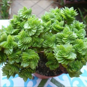 2", 4", 6” Pot of Crassula Estagnol Spiralis Rare Succulent Plant