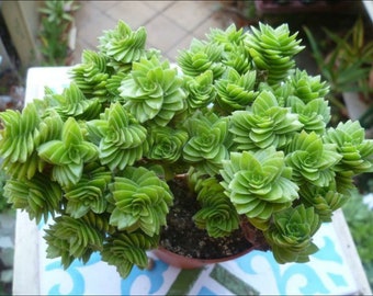 2&quot;, 4&quot;, 6” Pot of Crassula Estagnol Spiralis Rare Succulent Plant