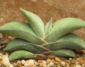 2”, 4" Pot of Gasteria Glomerata ‘Ox Tongue’ Live Succulent Plant