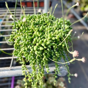 May include: A green succulent plant with small, round leaves that hang down from a pot. The plant has several small white flowers.