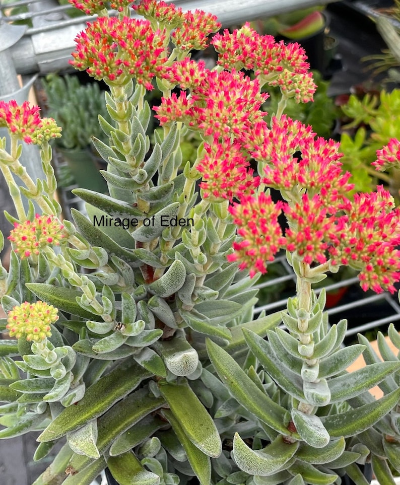 2, 4 Pot of Crassula Mesembryanthoides Succulent Plant image 1