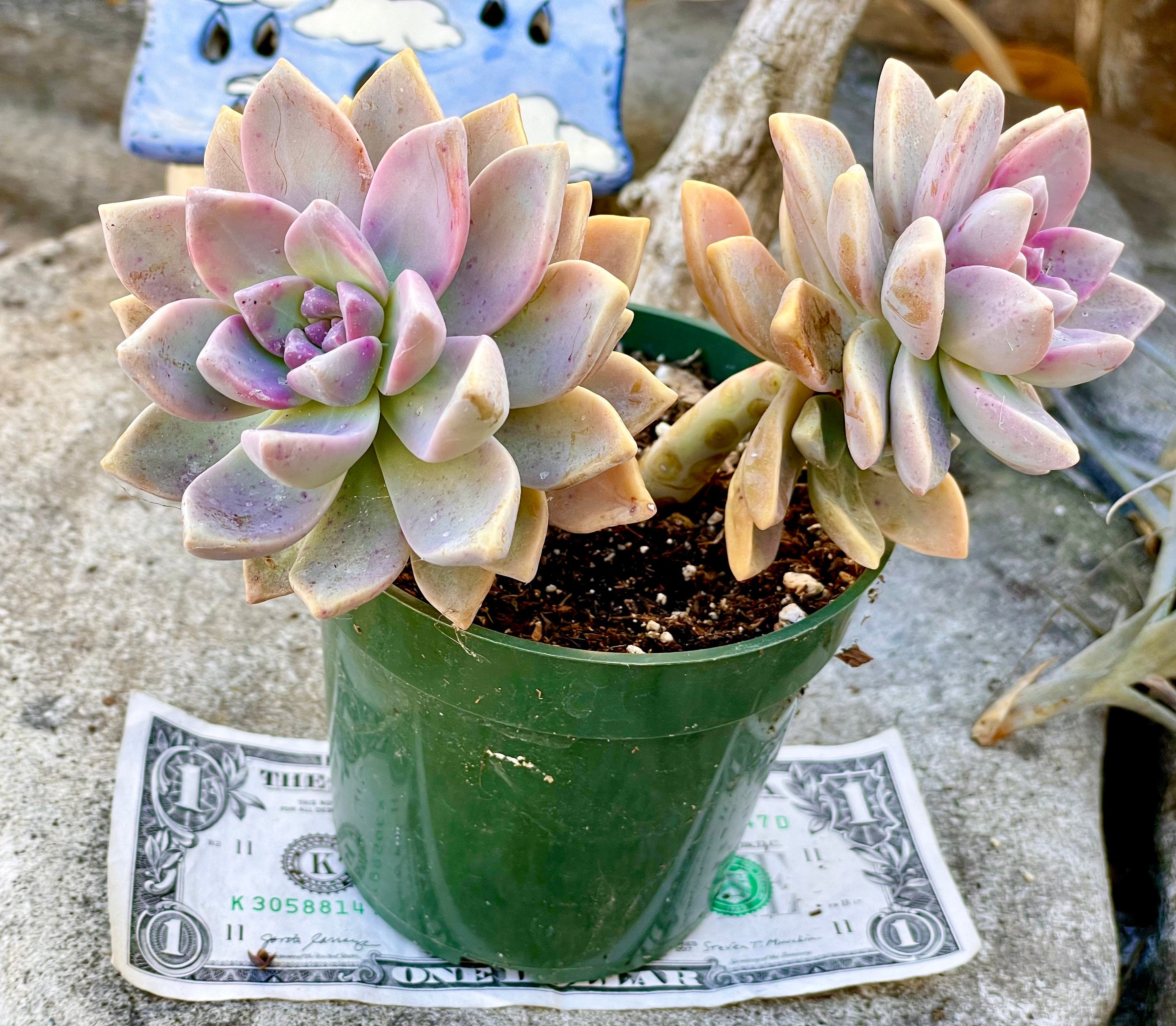 buy snake plant nz Snake Plant | Sansevieria Futura Variegated 14CM