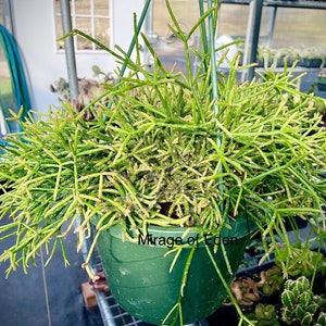 2&quot;, 4&quot;, 6”, 8” Pot of Rhipsalis Baccifera Houseplant Indoor Plant