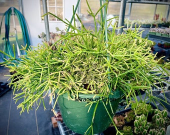 2", 4", 6”, 8” Pot of Rhipsalis Baccifera Houseplant Indoor Plant