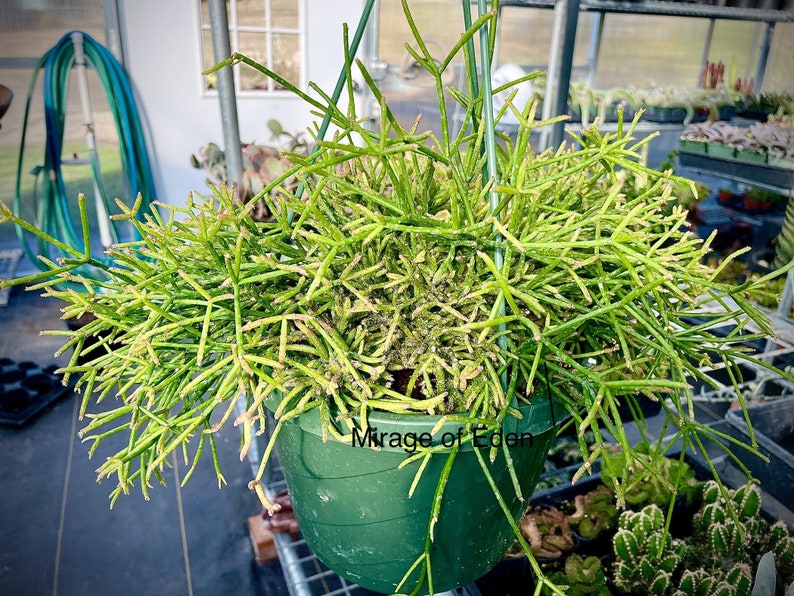 2, 4, 6, 8 Pot of Rhipsalis Baccifera Houseplant Indoor Plant image 1