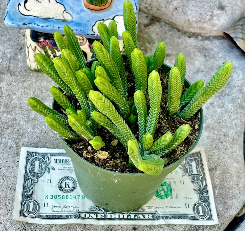 2, 4 Pot of Crassula Muscosa Imperialis Large Watch Chain Succulent Plant image 3