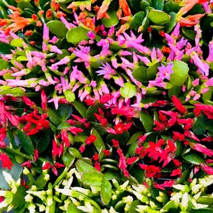 4" Easter Cactus Rhipsalidopsis Hatiora Plant, Spring Cactus (Shipped Bare Roots)