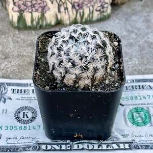 2, 4 Pot of Mammillaria Duwei Cactus Cacti Succulent Real Live Cactus Plant Shipped in a Pot image 3