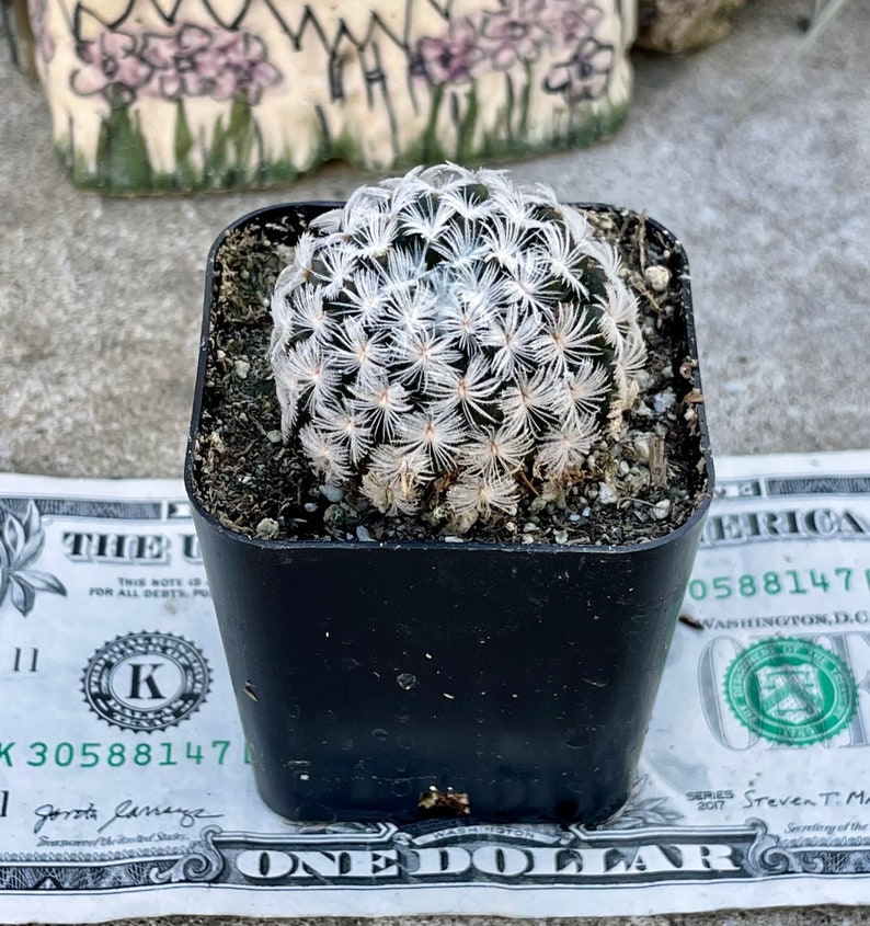 2, 4 Pot of Mammillaria Duwei Cactus Cacti Succulent Real Live Cactus Plant Shipped in a Pot image 3