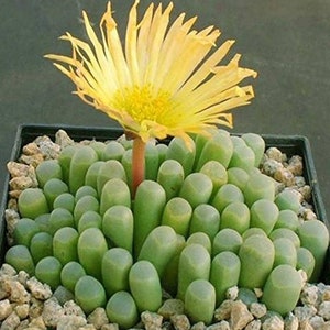 2&quot; 4&quot; Pot of  Fenestraria &#39;Baby Toes&#39; Rare Succulent Plant