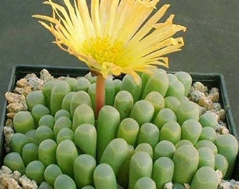 2" 4" Pot of  Fenestraria 'Baby Toes' Rare Succulent Plant