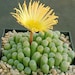 see more listings in the Succulent Plants  section