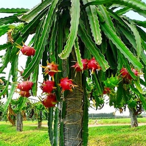 Dragon Fruit Plant, Hylocereus Pitaya, Rare Cultivars Cactus