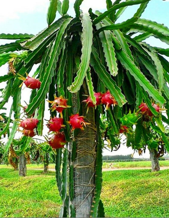 Dragon Fruit Plant, Hylocereus Pitaya, Rare Cultivars Cactus - Etsy