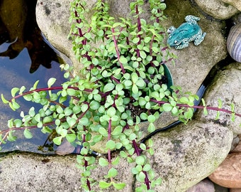 2”, 4", 6” Pot of Portulacaria Afra Elephant Bush Succulent Plant - Shipped Bare Roots