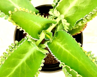 2”, 4", 6" Pot rooted Mother of Thousands Bryophyllum daigremontianum alligator plant Mexican hat plant