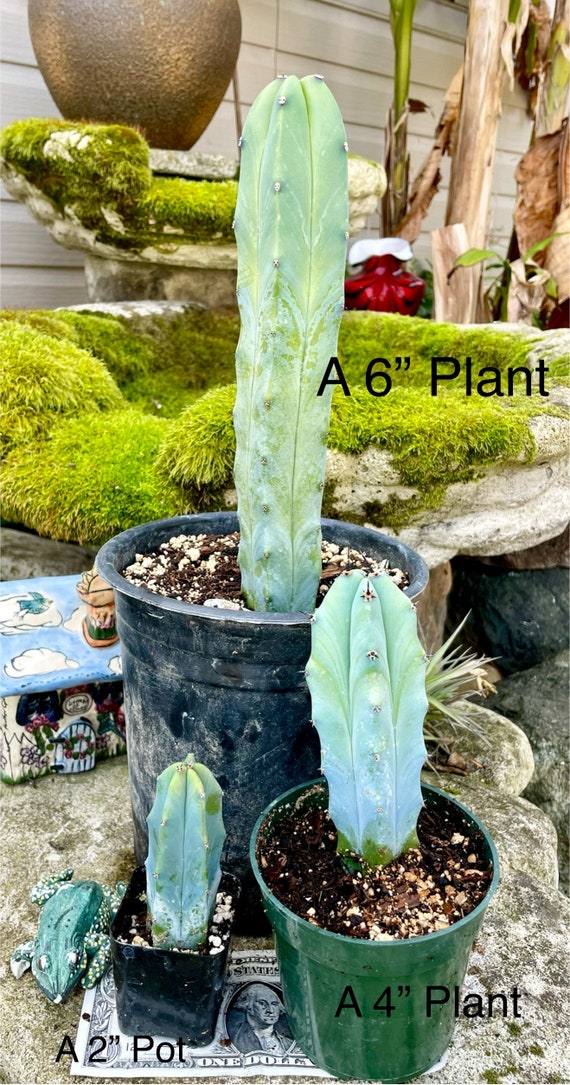2", 4", 6 Pot Myrtillocactus Geometrizans Blue Candle Cactus - Shipped  Bare Roots - Etsy sterreich