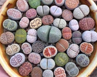 Lithops Live Stone Succulent, Split Rock Plant, 2" Pot