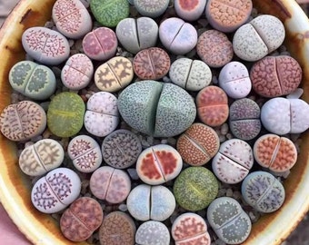 2” Pot of Lithops Rock Live Stone Split Rock Succulent Plant Shipped with a Pot, Only One Plant in Each Pot