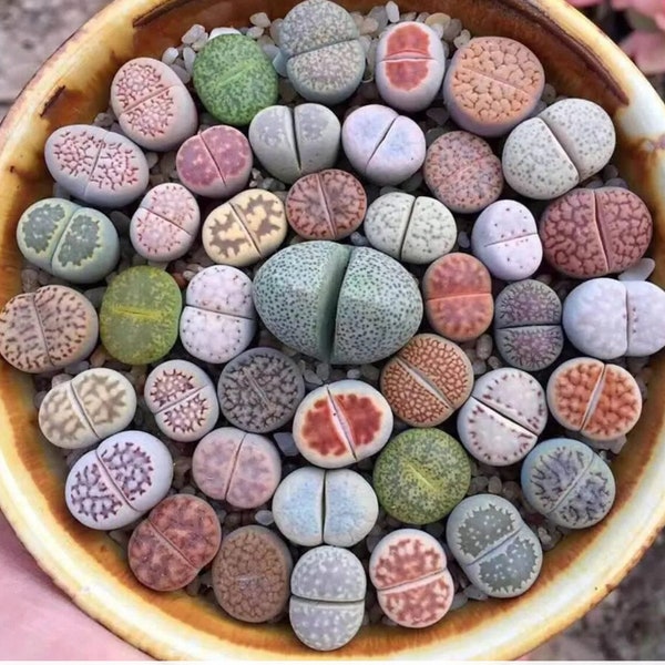 2” Pot of Lithops Rock Live Stone Split Rock Succulent Plant Shipped with a Pot, Only One Plant in Each Pot