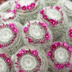 2”, 4&quot;, 6” Pot of Mammillaria Hahniana Old Lady Cactus