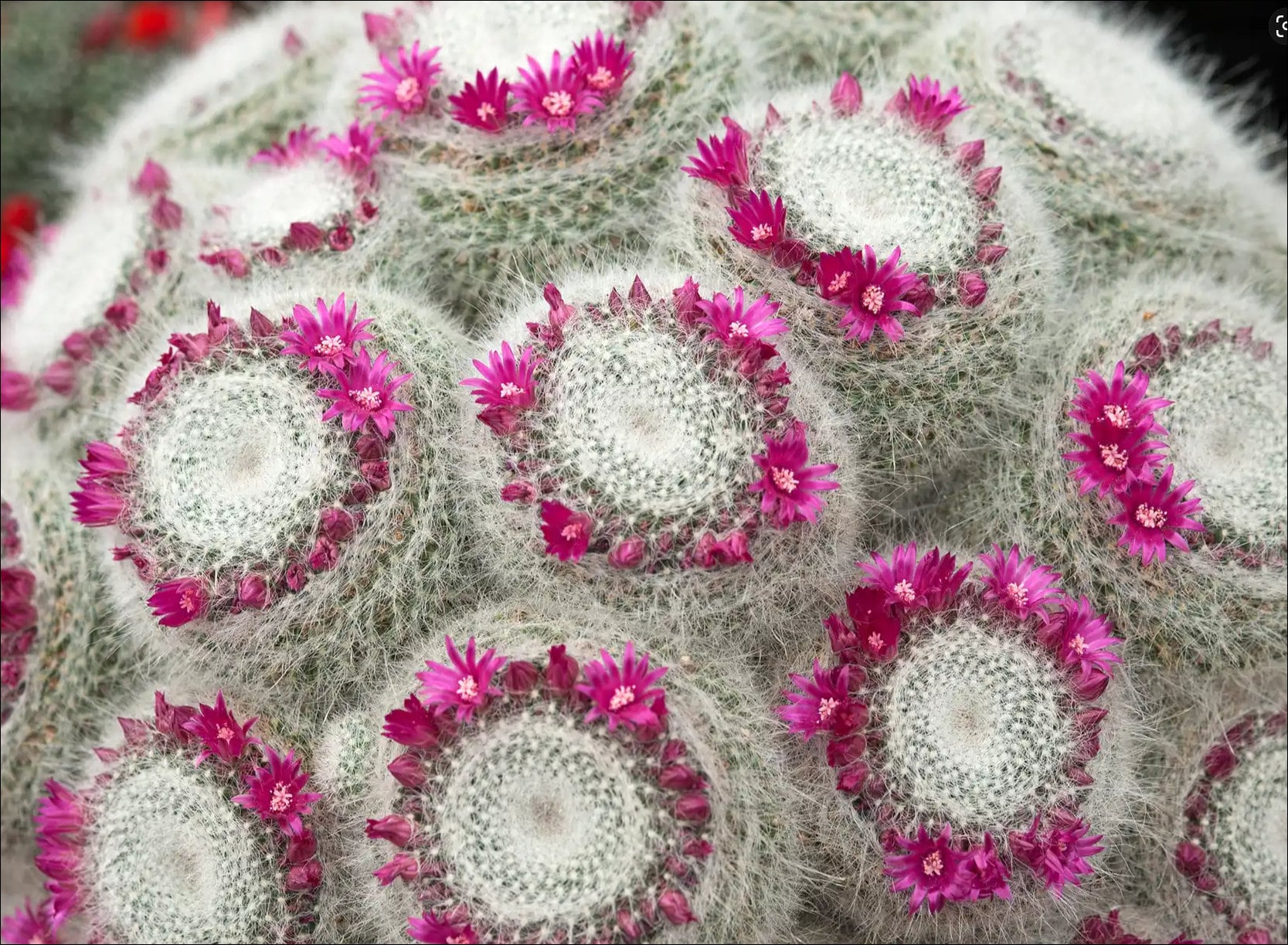 2”, 4", 6” Pot of Mammillaria Hahniana Old Lady Cactus