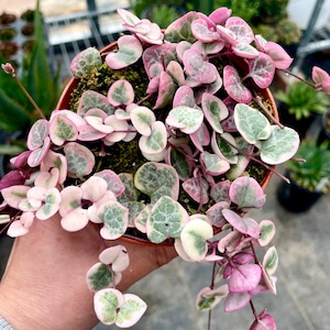 2", 4" Pot of Variegated String of Hearts VSOH Ceropegia Woodii Variegata Super Rare Succulent Plant - Shipped in the Pot--Special Offer