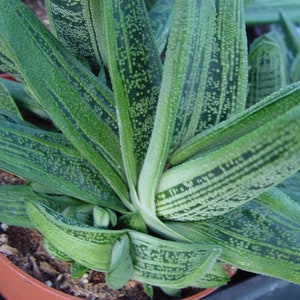 2”, 4" Rooted Gasteria Little Warty live succulent plant