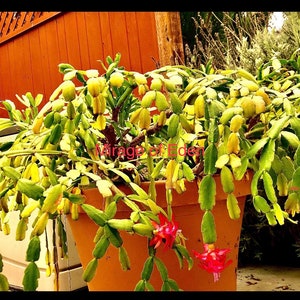 4” 6” 8” Pot of Pink Flower True Christmas Cactus, Old Fashioned Christmas Cactus, Schlumbergera x buckleyi, Holiday Cactus
