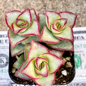 May include: A close-up of a succulent plant with green leaves and red edges. The plant is in a small black pot.