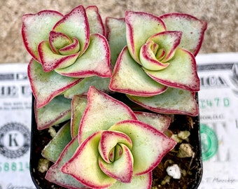 Crassula Ivory Towers Succulent Plant - String of Buttons - 2"/4"/6" Pot