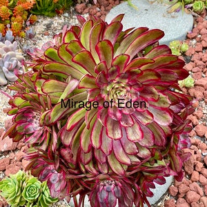 2”, 4", 6", 8” Pot of Aeonium Mardi Gras Succulent Plant - Shipped Bare Roots