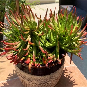 2” 4", 6” Pot of Crassula Nudicaulis Devil's Horn Live Succulent Plant - Shipped Bare Roots