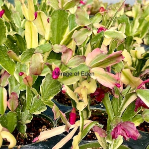 Schlumbergera Variegated - Etsy