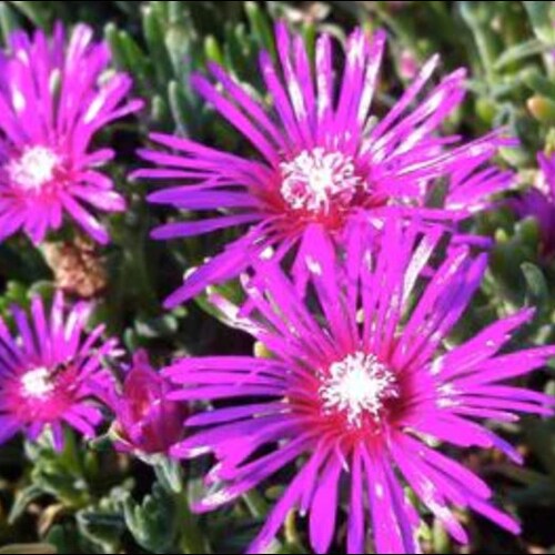 4 6 Pot Of Hardy Ice Plant Delosperma Cooperi Etsy