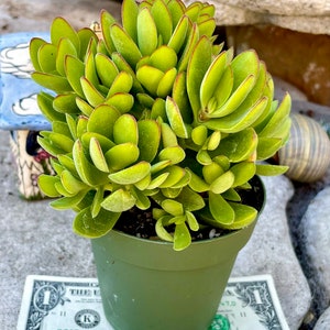 2, 4, 6 Pot of Crassula Swaziensis Money Maker Succulent Plant Shipped it Bare Roots image 4