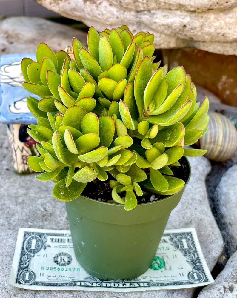 2, 4, 6 Pot of Crassula Swaziensis Money Maker Succulent Plant Shipped it Bare Roots image 4