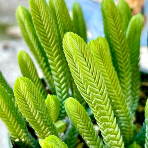 2, 4 Pot of Crassula Muscosa Imperialis Large Watch Chain Succulent Plant image 1