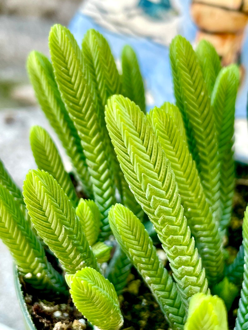 2, 4 Pot of Crassula Muscosa Imperialis Large Watch Chain Succulent Plant image 1